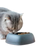 cat food