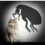 fleas-ticks-and-worms